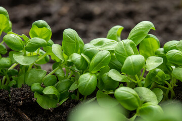 Fresh basil sprouts with green leaves grow from the ground close-up