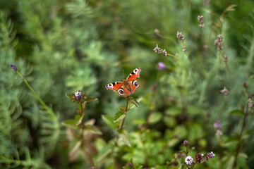 summer garden with beautiful flowers