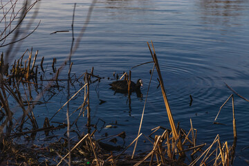 Coot or lyska (Latin Fulica atra) is a waterfowl with a white beak in a city pond on a sunny day. A wild duck on the blue water surface of a city pond with dry yellow reeds. Selective focus.