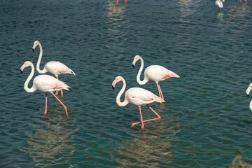 flamingo in the water