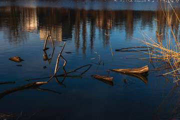 Urban landscape with reflection on the water. View of the city pond and tree branches sticking out of the water. Yellow thickets of dry reeds on a sunny day on the shore of a lake with blue water.