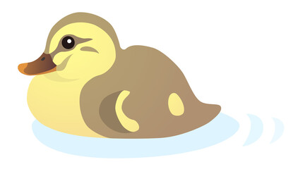 カルガモ　雛鳥　白背景