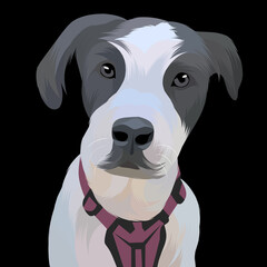 Dog vector colorful illustration