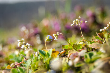 flowers in the forest