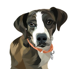 Dog vector colorful illustration