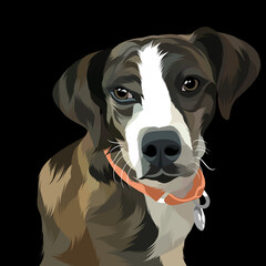 Dog vector colorful illustration