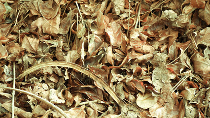 Dirty dry leaf pile background autumn year pictures.