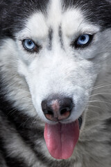 Close-up portrait of the husky dog's muzzle.