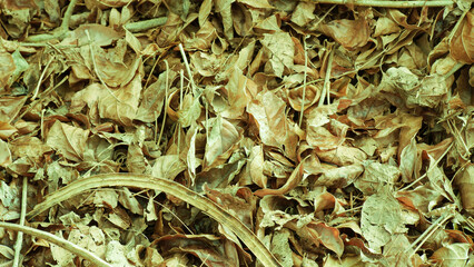 A pile of dirty dry leaves in autumn photo background.