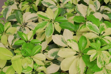 A photograph of a garden of colorful flowers planted on land at a beautiful dawn at sunrise.