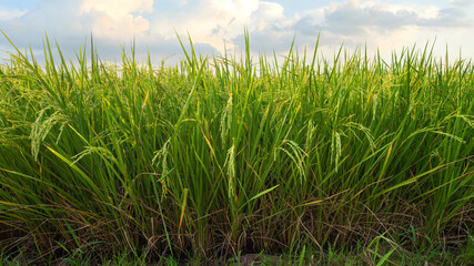 Rice fields (rice) in the harvest season. Rice fields in the morning.