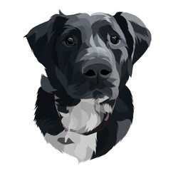 Dog vector colorful illustration
