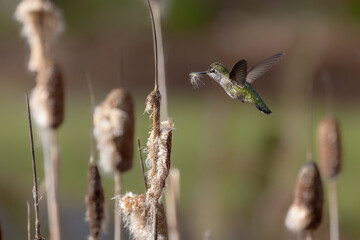 Annas Hummingbird Collecting Nesting Material