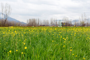 Countryside rural landscape view of fields in spring time