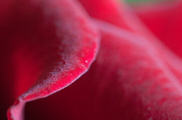 Rose flower fragment, macro shot