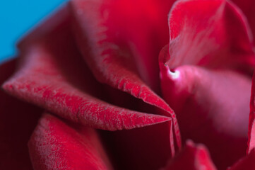 Rose flower fragment, macro shot