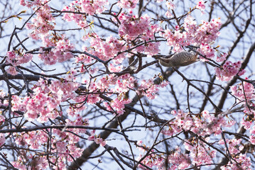 春の訪れ　満開のオオカンザクラにやってきたムクドリ