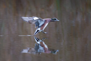 male American wigeon