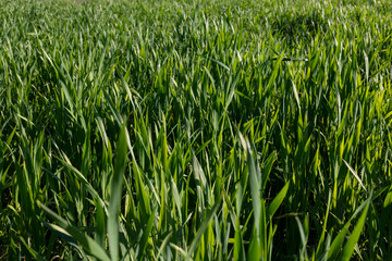 Young green wheat crop growing in the spring season