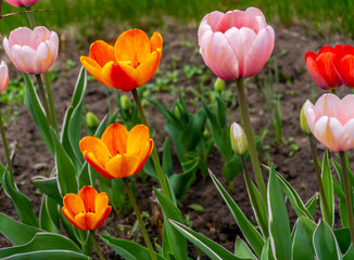 Red tulips in spring in the garden