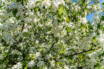 Fototapeta premium White flowers on an apple tree in spring in the garden