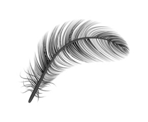 Feather Black Realistic Composition