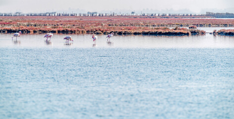 A flock of flamingos feeding in the Turkish wilderness