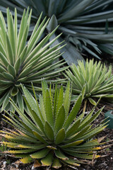 Naklejka na ściany i meble Cactus backdround, cacti design or cactaceae pattern.