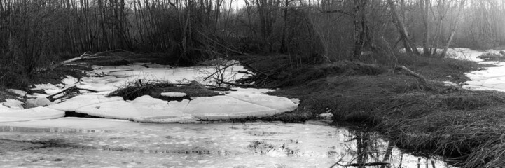pond with broken melting ice, dry grass on shore, white alder forest ahead. Sunrise light, early spring in Latvia intact woods, monochrome black and white panorama