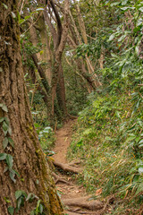 台風通過後の森の中、折れた木が遮る獣道