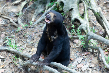 Malayan Sun Bear is the smallest bear in the world.