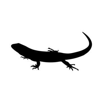 lizard silhouette on white background.