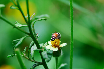 Close-up bee perching on Mexican daisy flower	