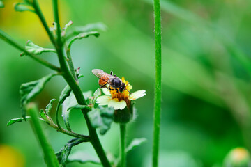 Close-up bee perching on Mexican daisy flower	