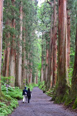 戸隠神社奥社参道の杉並木
