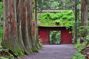 戸隠神社奥社参道の杉並木と髄神門