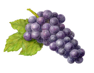 Fototapeta premium 葉付き黒ぶどう（キャンベル） 水彩色鉛筆イラスト