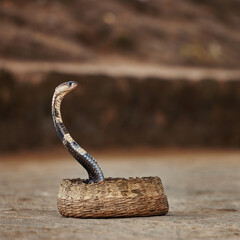 Indian spectacled Snake - Cobra, venomous Snake with its hood - lat. Naja naja. Snake charmer and...