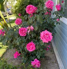 pink roses in a garden