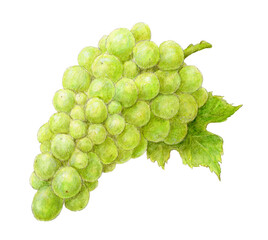 葉付き白ぶどう（ナイアガラ）　水彩色鉛筆イラスト