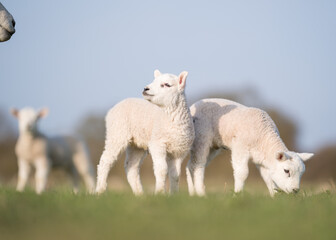 Naklejka na ściany i meble Spring lambs in a sunny field