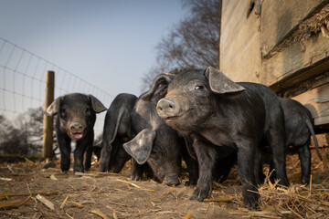 Litter of Large Black rare breed piglets © Susan