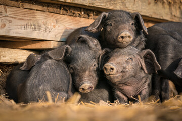 Large black rare breed piglets resting in the sun