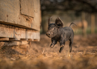 Large Black rare breed piglet jumping in the air