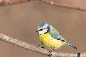A blue tit (Cyanistes caeruleus) perched.