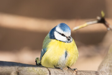 A blue tit (Cyanistes caeruleus) perched.