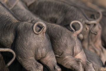 Large Black  rare breed piglet tails