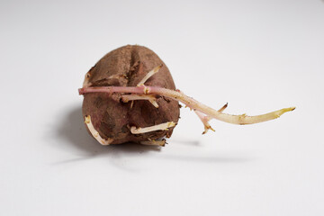 Sprouted potatoes on a white background, seeds for a new crop