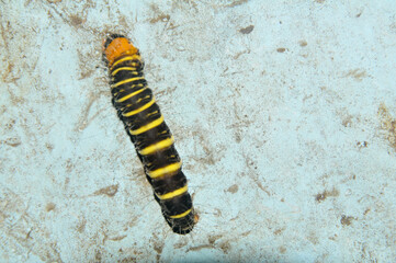 caterpillar on a blue wall