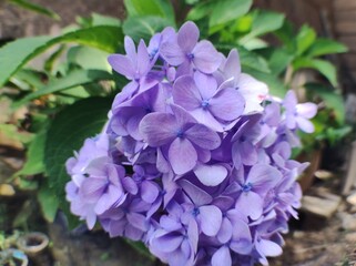 blue and purple flowers